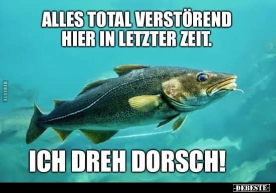Dorsch der Dorsch - dorsz