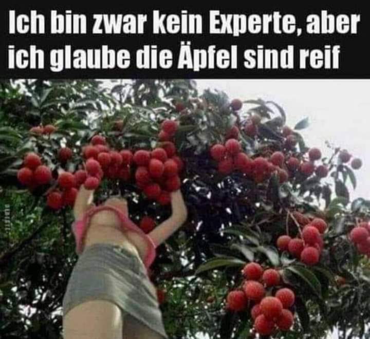 der Experte - ekspert, spec der Experte - ekspert, spec