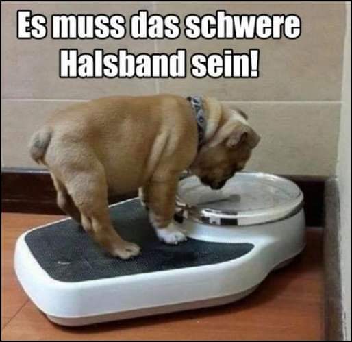 Halsband das Halsband - naszyjnik, obroża