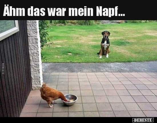 der Napf - miska, donica