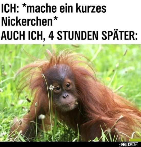 Nickerchen das Nickerchen - drzemka