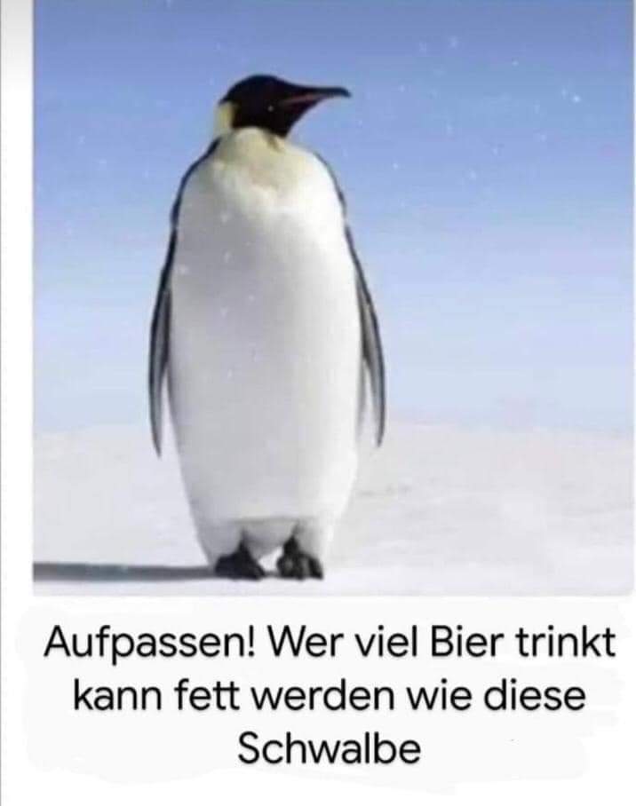 Schwalbe die Schwalbe - jaskółka