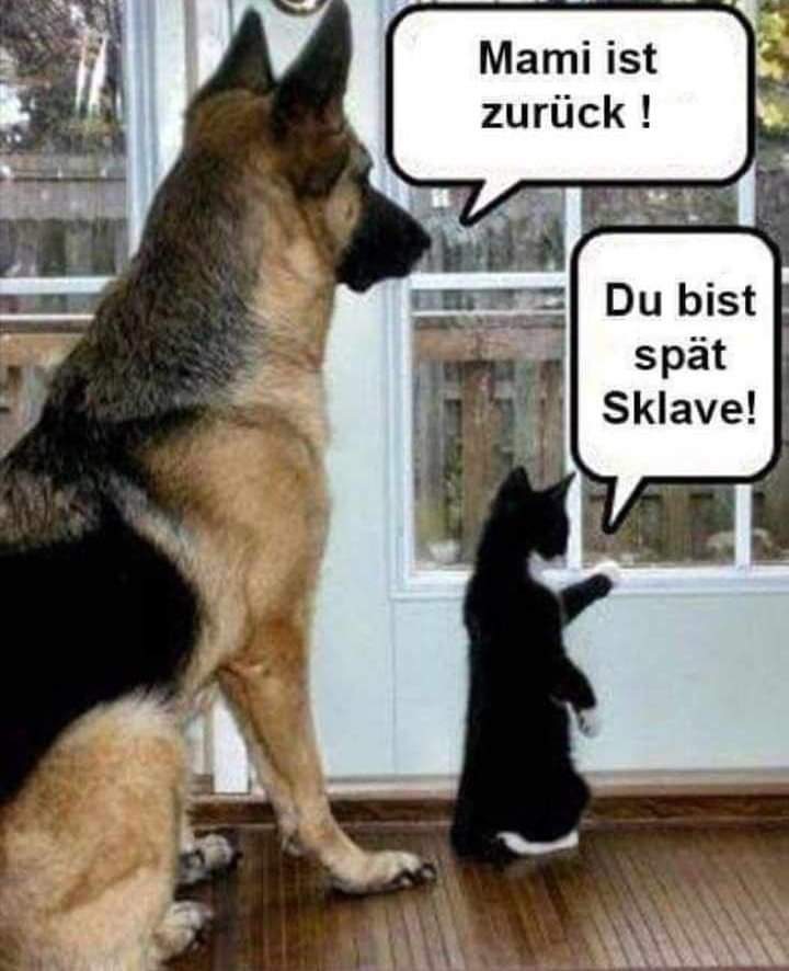 Sklave der Sklave - niewolnik