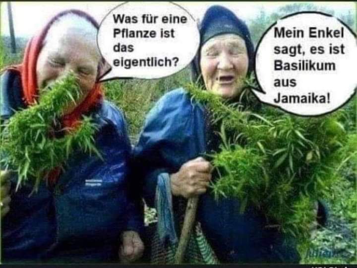 Basilikum das Basilikum - bazylia