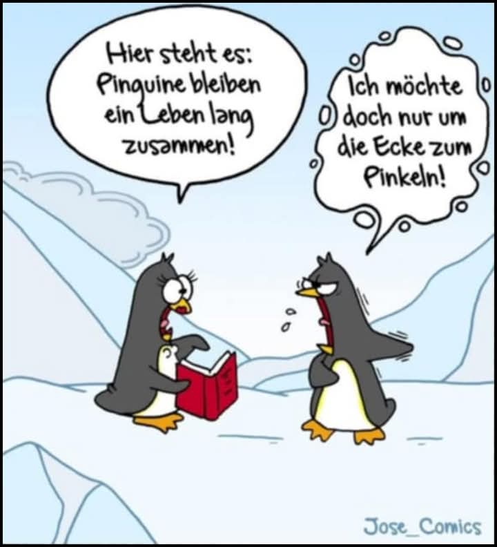 der Pinguin - pingwin