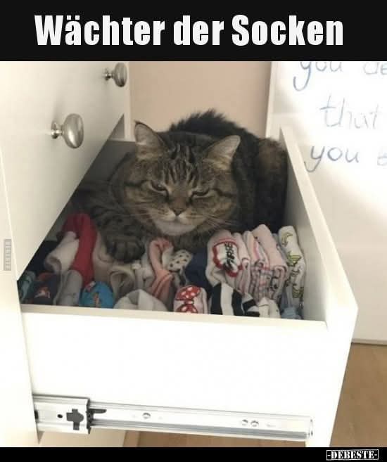 die Socke - skarpetka, skarpeta