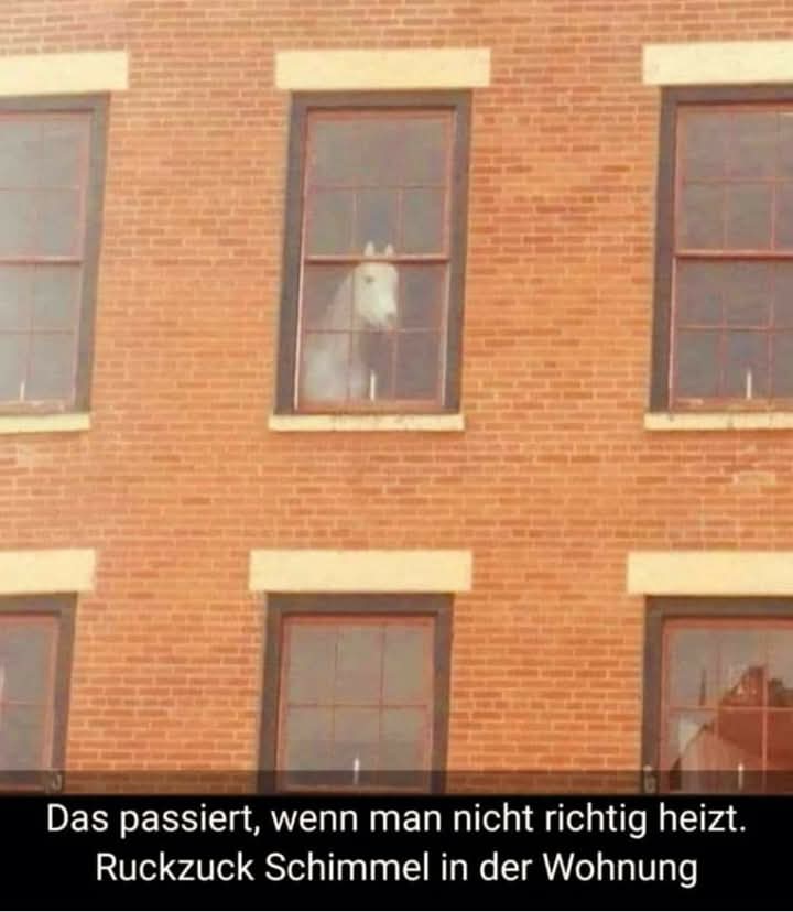 der Schimmel - koń siwej maści, pleśń