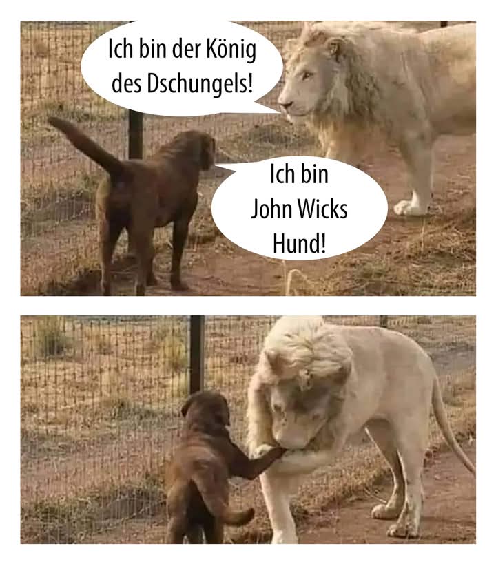 der/das Dschungel - dżungla