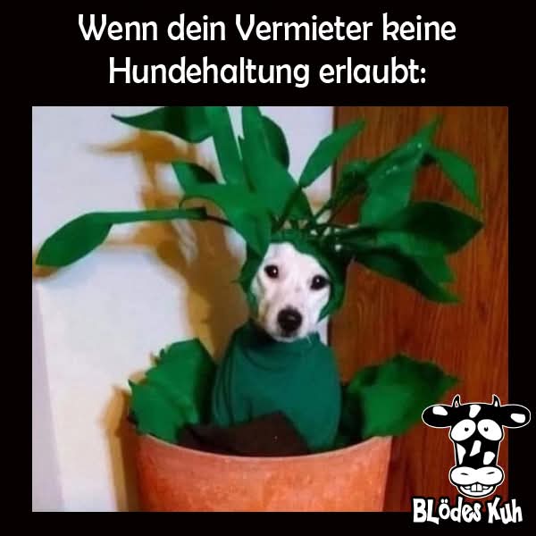 der Vermieter - wynajemca, wynajmujący