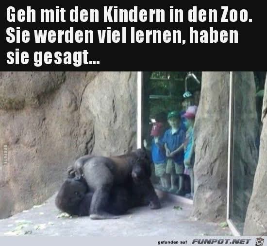 der Zoo - zoo
