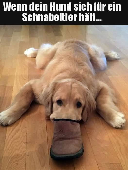 das Schnabeltier - dziobak