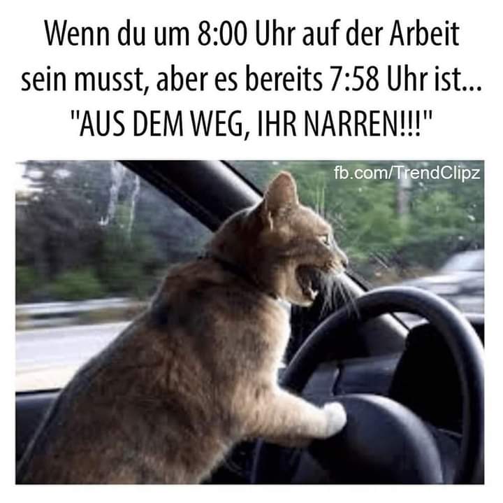 Narr der Narr - błazen, głupiec