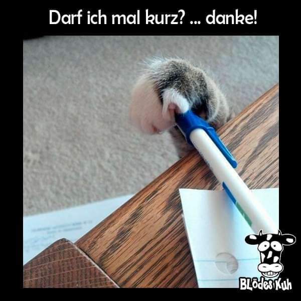 kurz kurz - krótki, krótkotrwały, krótko, na krótko