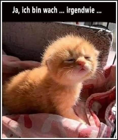 wach - czuwający, rozbudzony