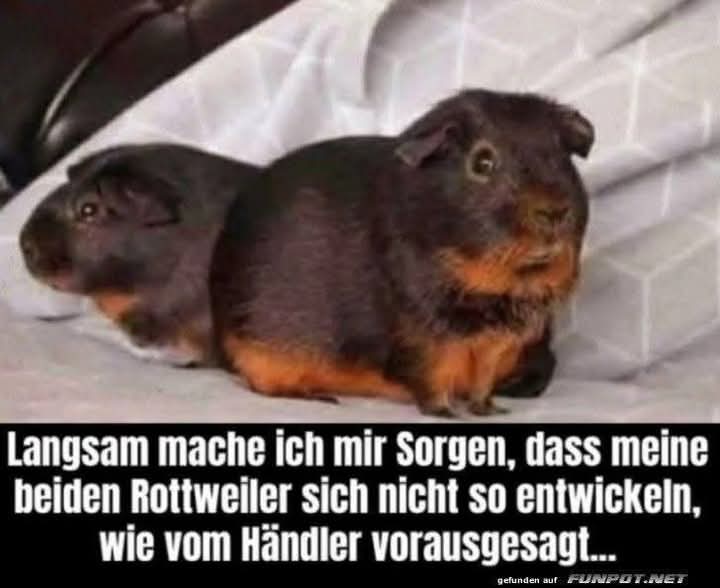 der Händler - handlarz