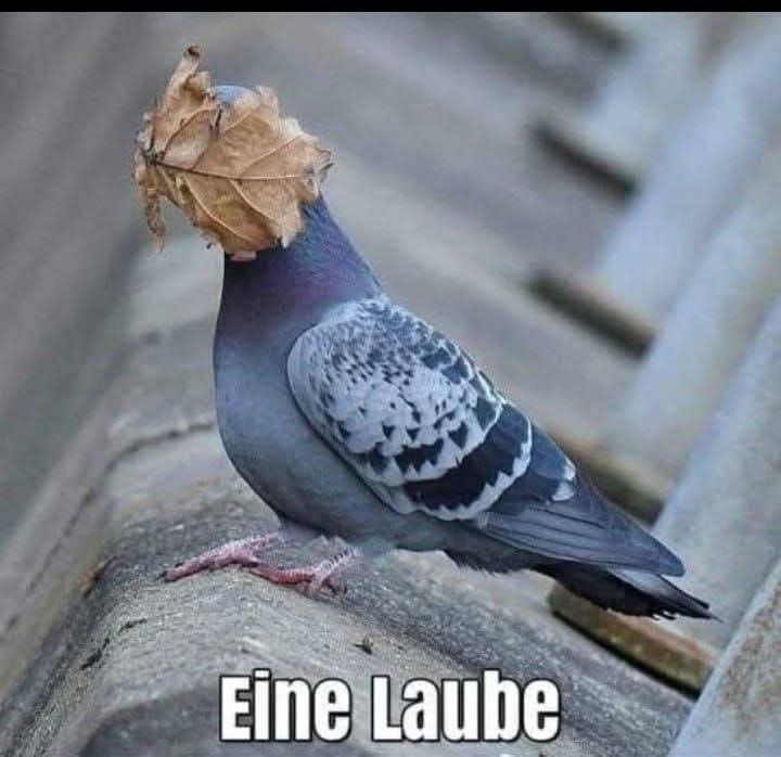Laube