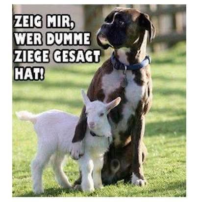 die Ziege - koza
