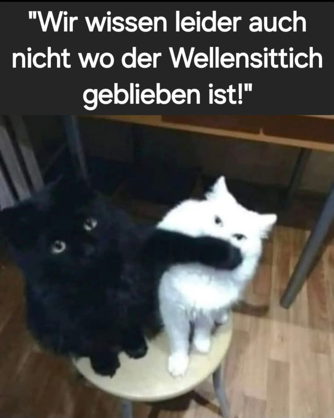 Wellensittich