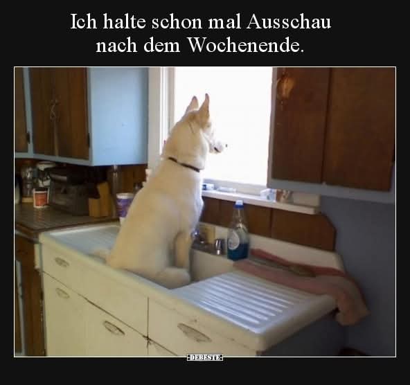 die Ausschau - rozglądać się za czymś/kimś