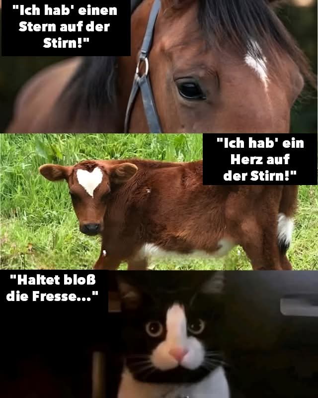 Stern