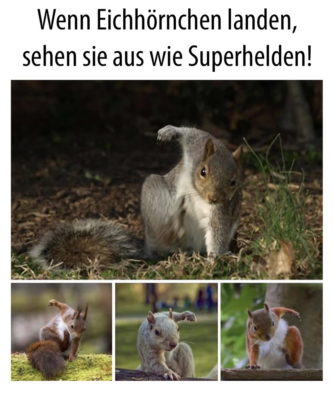das Eichhörnchen - wiewiórka
