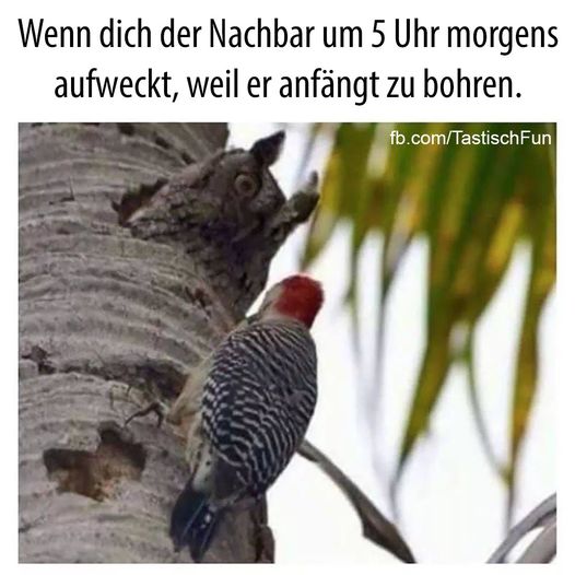 bohren - wiercić, świdrować, borować, nalegać