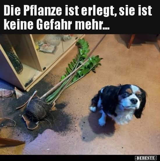 die Gefahr - niebezpieczeństwo, ryzyko