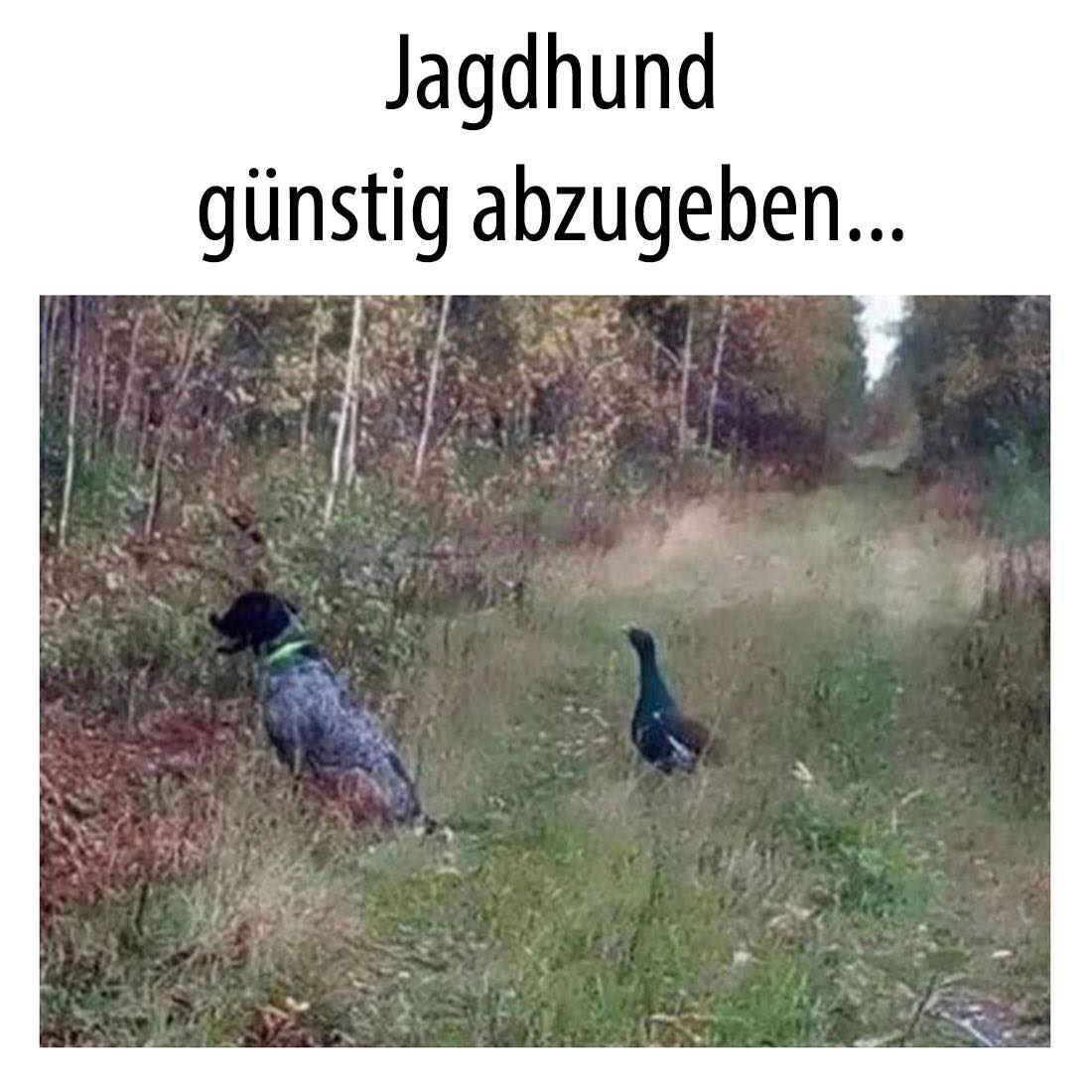 der Jagdhund - pies myśliwski