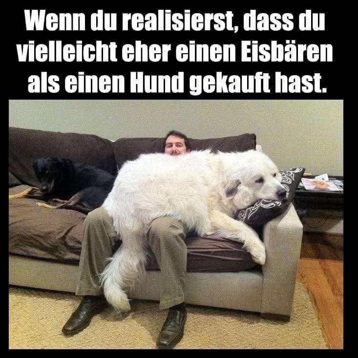der Eisbär - niedźwiedź polarny