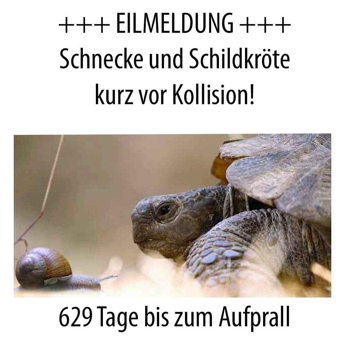 die Schildkröte - żółw