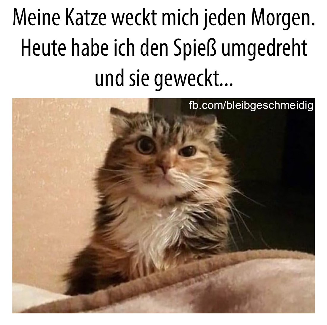 der Spieß - dzida, włócznia, rożen, szaszłyk