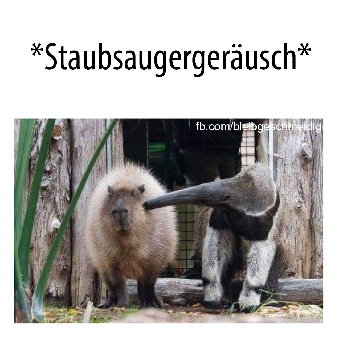 der Staubsauger - odkurzacz
