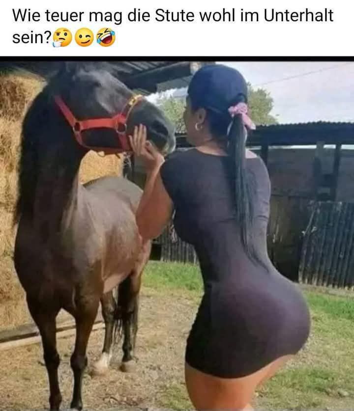 die Stute - klacz, kobyła