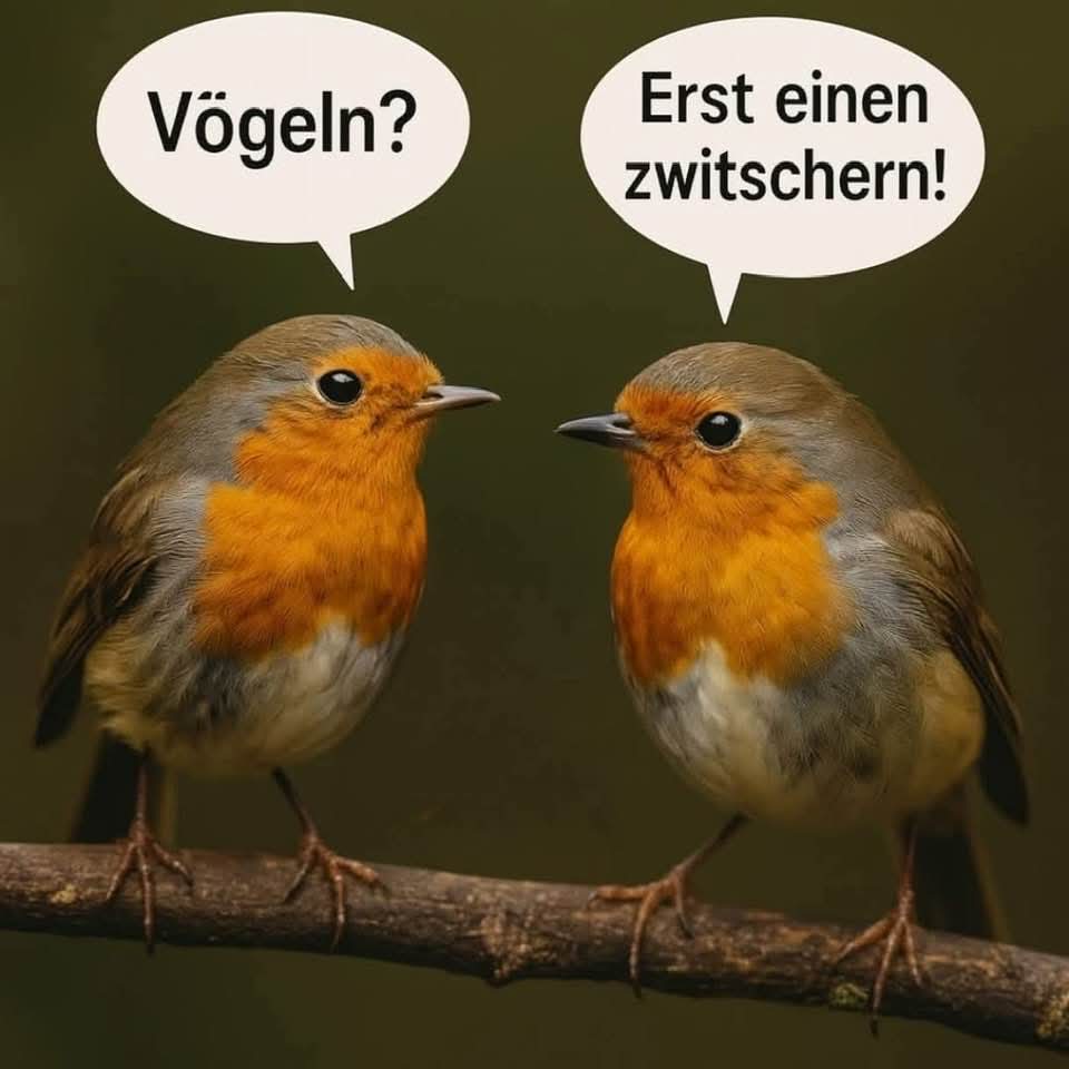 zwitschern