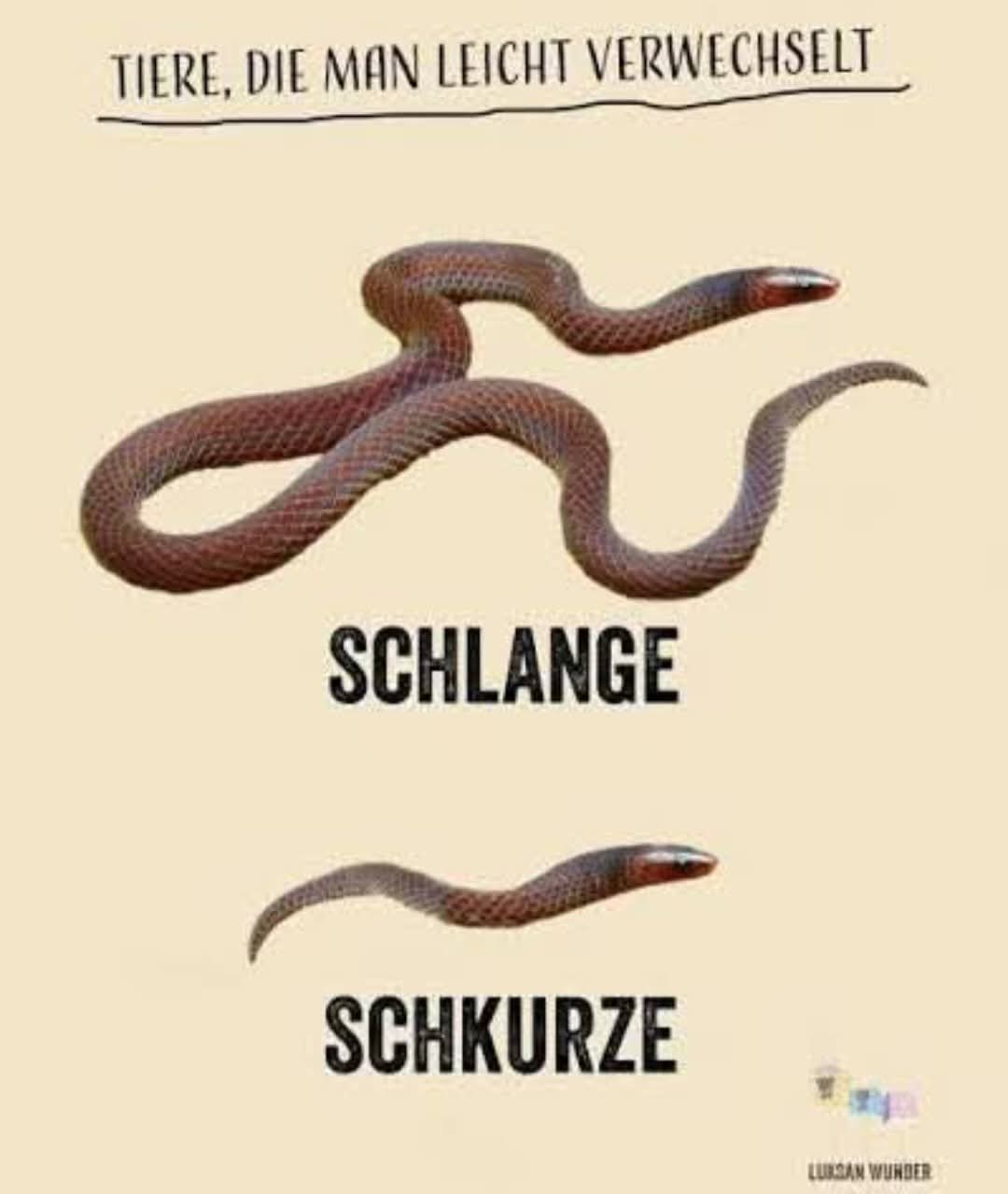 Schlange